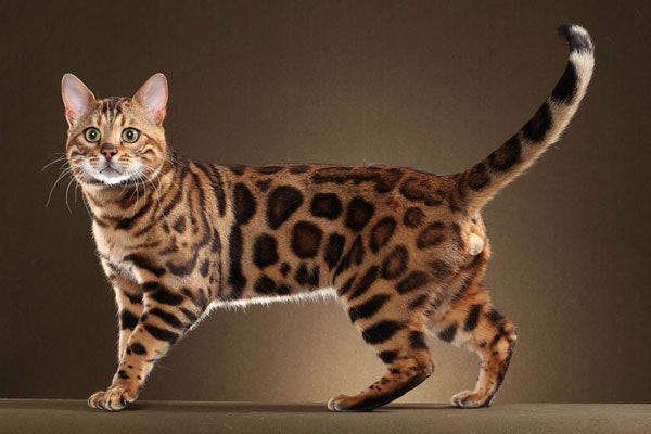 Mèo Bengal với bộ lông đốm cẩm thạch độc đáo