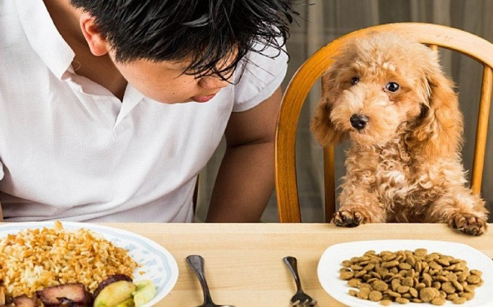 Cho ăn thức ăn của người có thể gây ra nhiều vấn đề sức khỏe nghiêm trọng cho chó