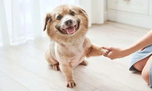 Sự cô lập có thể khiến chó trở nên lo âu, trầm cảm hoặc có hành vi phá hoại