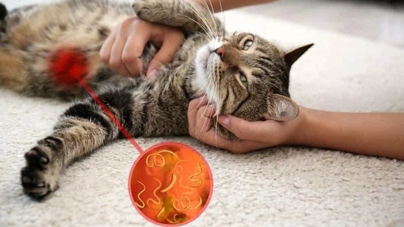 Giun sán Toxocara cati ký sinh trong ruột mèo gây bệnh sán mèo ở người