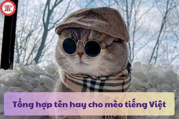 Những chú mèo đáng yêu với các tên gọi tiếng Việt sáng tạo