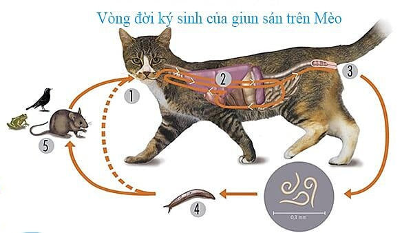Vòng đời ký sinh của giun sán trên mèo, minh họa quá trình lây nhiễm
