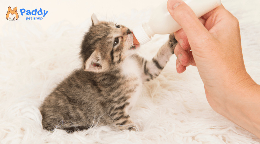 Một chú mèo con đang uống sữa từ tô, hình ảnh minh họa cho việc lựa chọn thức uống phù hợp