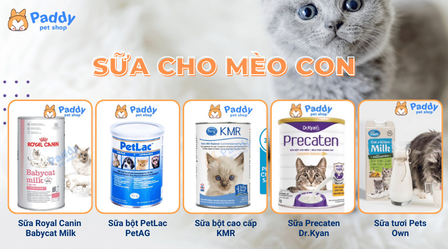 Mèo con đang được cho uống sữa bằng bình, biểu thị quy trình chăm sóc khoa học