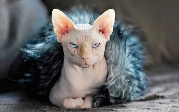 Mèo Sphynx không lông với làn da nhăn nheo đặc trưng