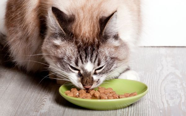 Đảm bảo chế độ dinh dưỡng đầy đủ và cân bằng cho mèo bầu