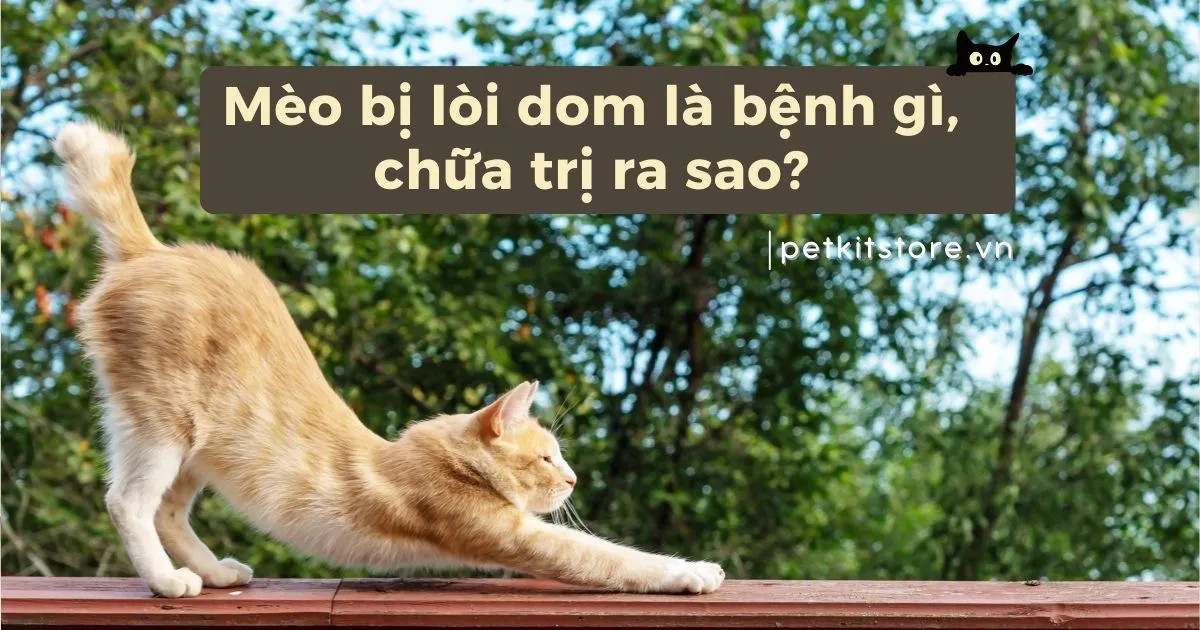 Mèo bị lòi dom với phần trực tràng nhô ra ngoài hậu môn