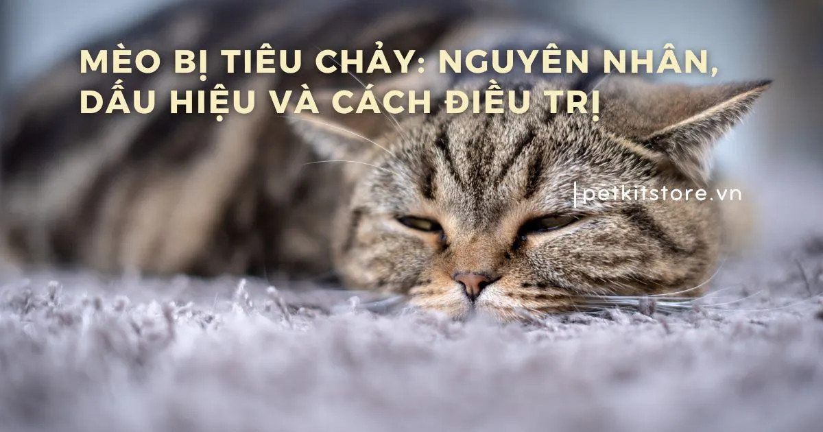 Nguyên nhân mèo bị tiêu chảy do ăn phải thức ăn ôi thiu hoặc vật lạ