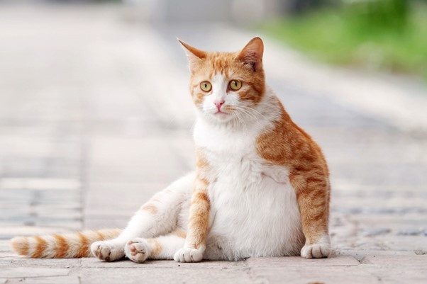 Bụng mèo mang thai sưng to rõ rệt khi thai được khoảng 5 tuần