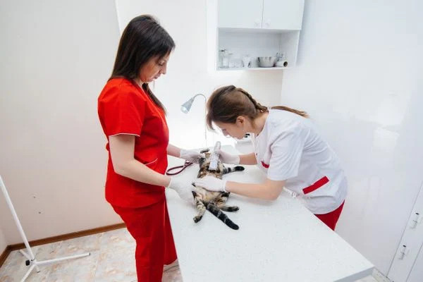Bác sĩ thú y đang kiểm tra sức khỏe cho một chú mèo
