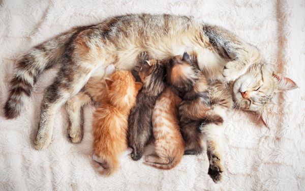 Số lượng mèo con trong mỗi lứa có thể khác nhau tùy theo giống mèo và cơ địa