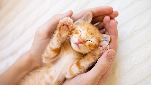 Tuyệt đối không nên tự ý cố gắng mở mắt cho mèo con, hãy để chúng tự nhiên phát triển
