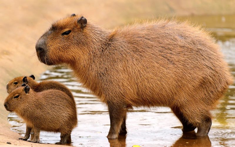tô màu cabybara